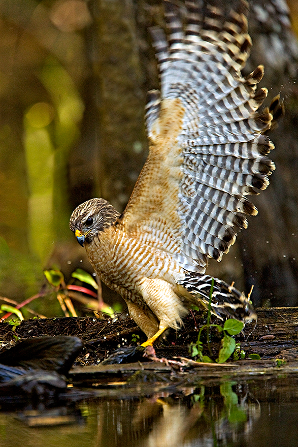 Red-Shoulder-Hawk.jpg
