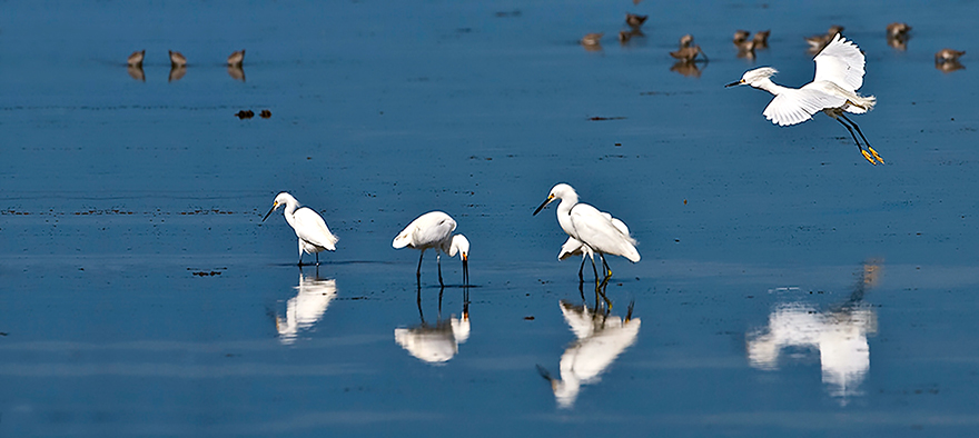 Snowy-Egrets.jpg