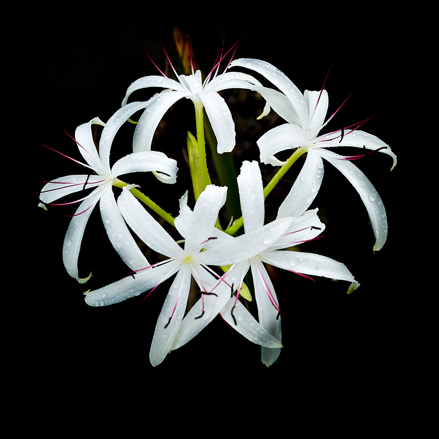 String-Lillie-01.jpg