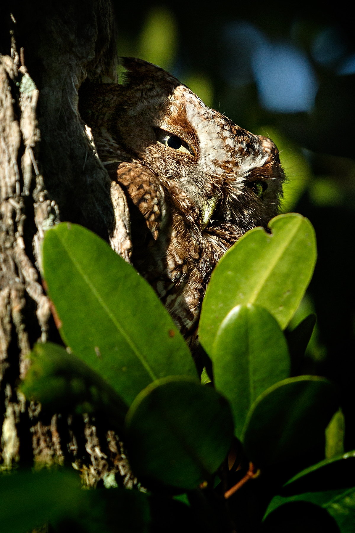 Screech-Owl-01.jpg
