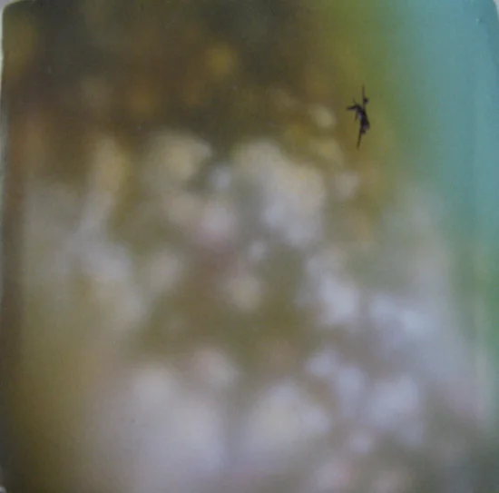 mammatus.jpg