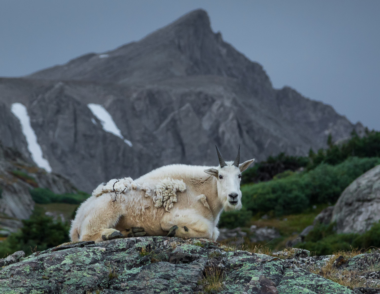 Mtn Goat Pacific Peak WebSized.jpg