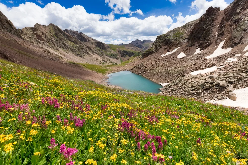 Gore Range Wildflowers  Scott Bellow Photography