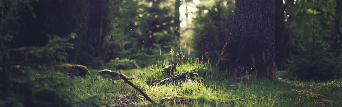 banner - wood-nature-sunny-forest.jpeg