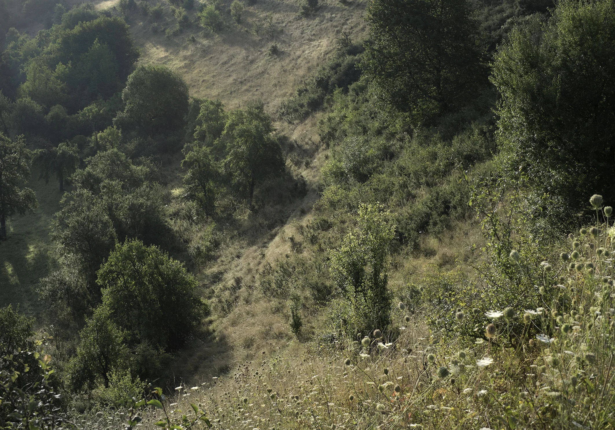 2-DSCF5491_wiese schaefer tief.jpg