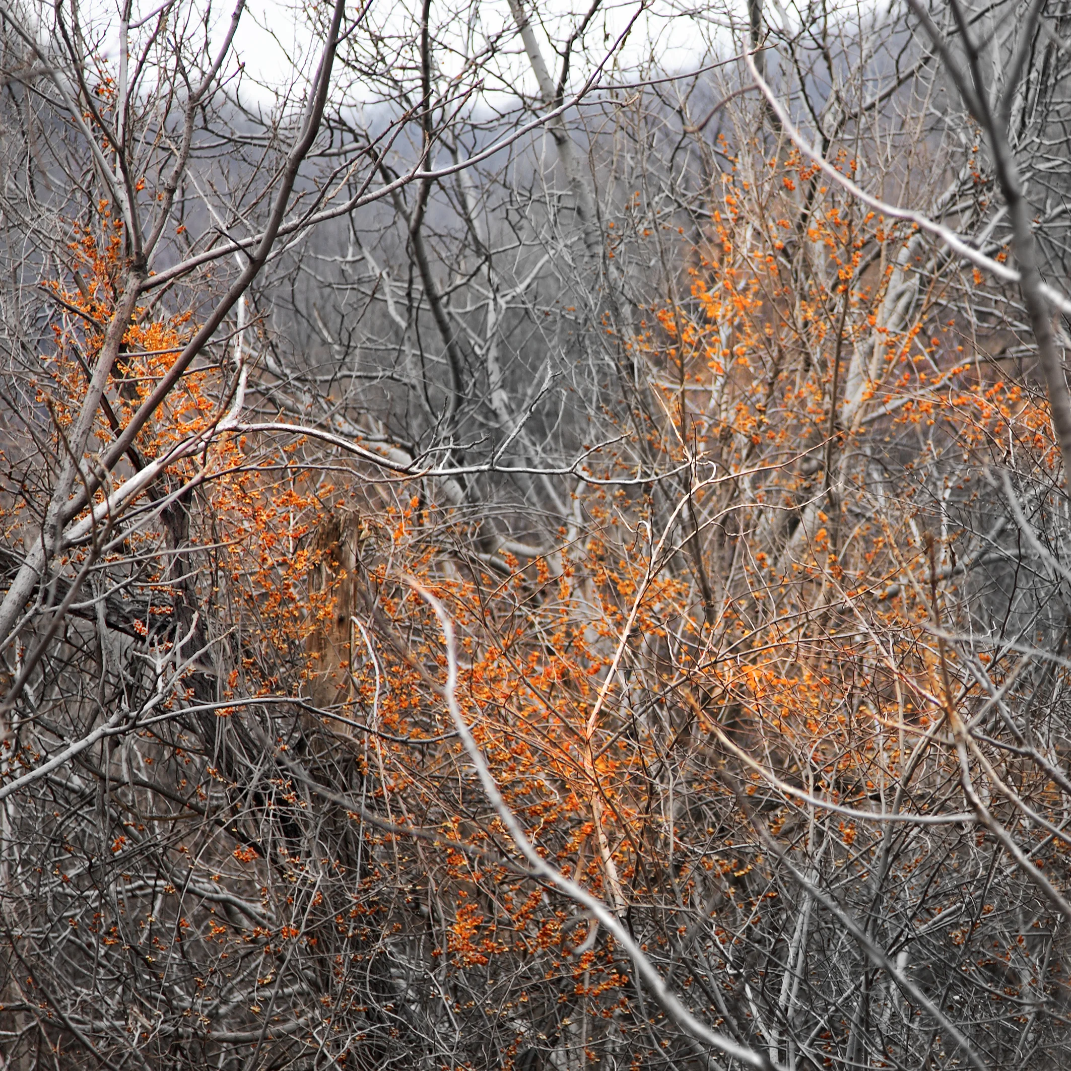 10-Gestruepp mit Beeren_2641.jpg