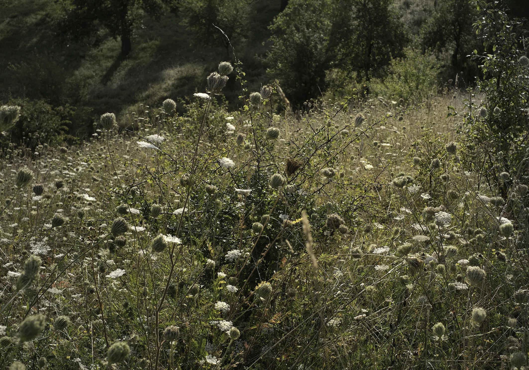 1-DSCF5487_blumen wiese.jpg