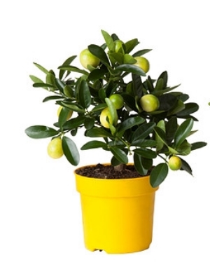 Citrus plant