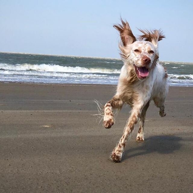 🐕#Zeeland #haamstede #beachdog