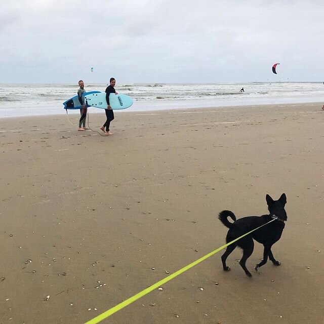 🐕👋🏽#beachdog #surflife #oceandays