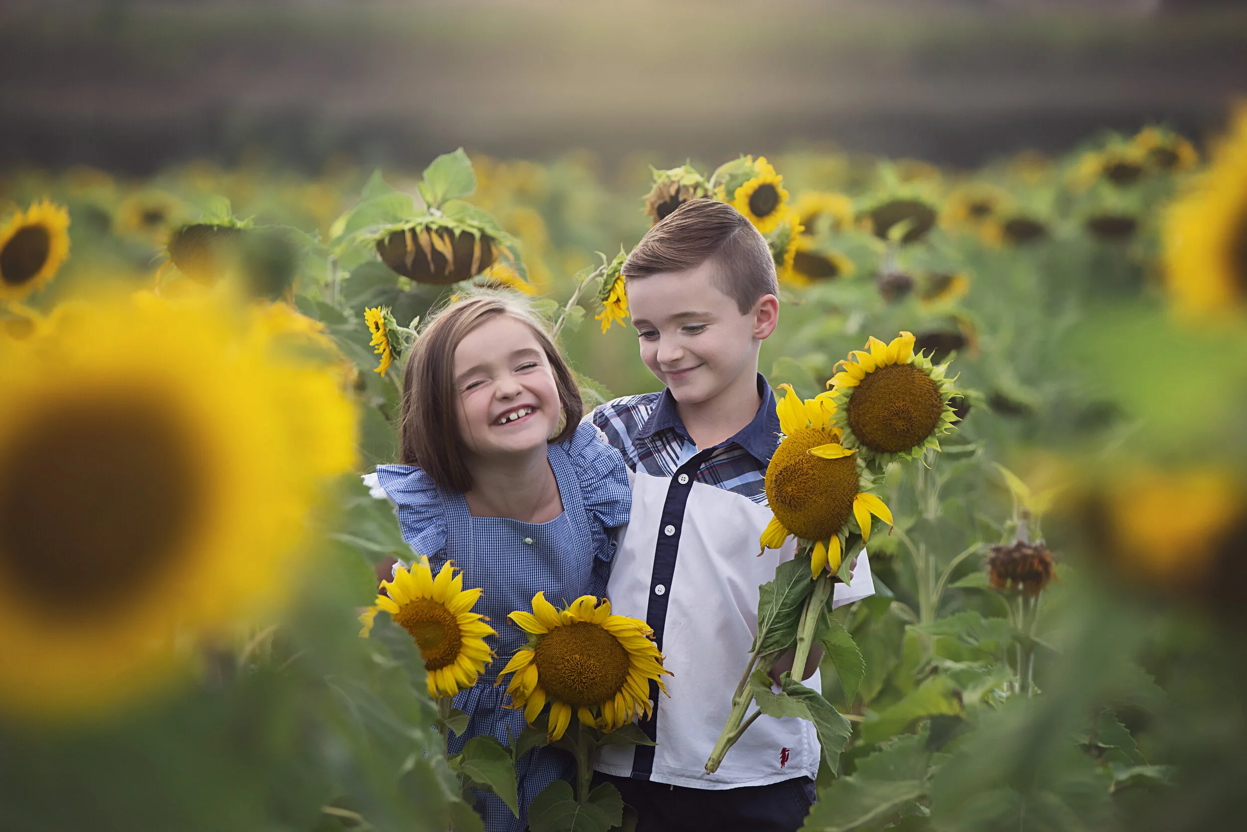 Semmens_sunflower_Session_007.JPG