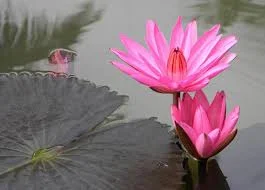 The Practice of Yoga Nidra Workshop