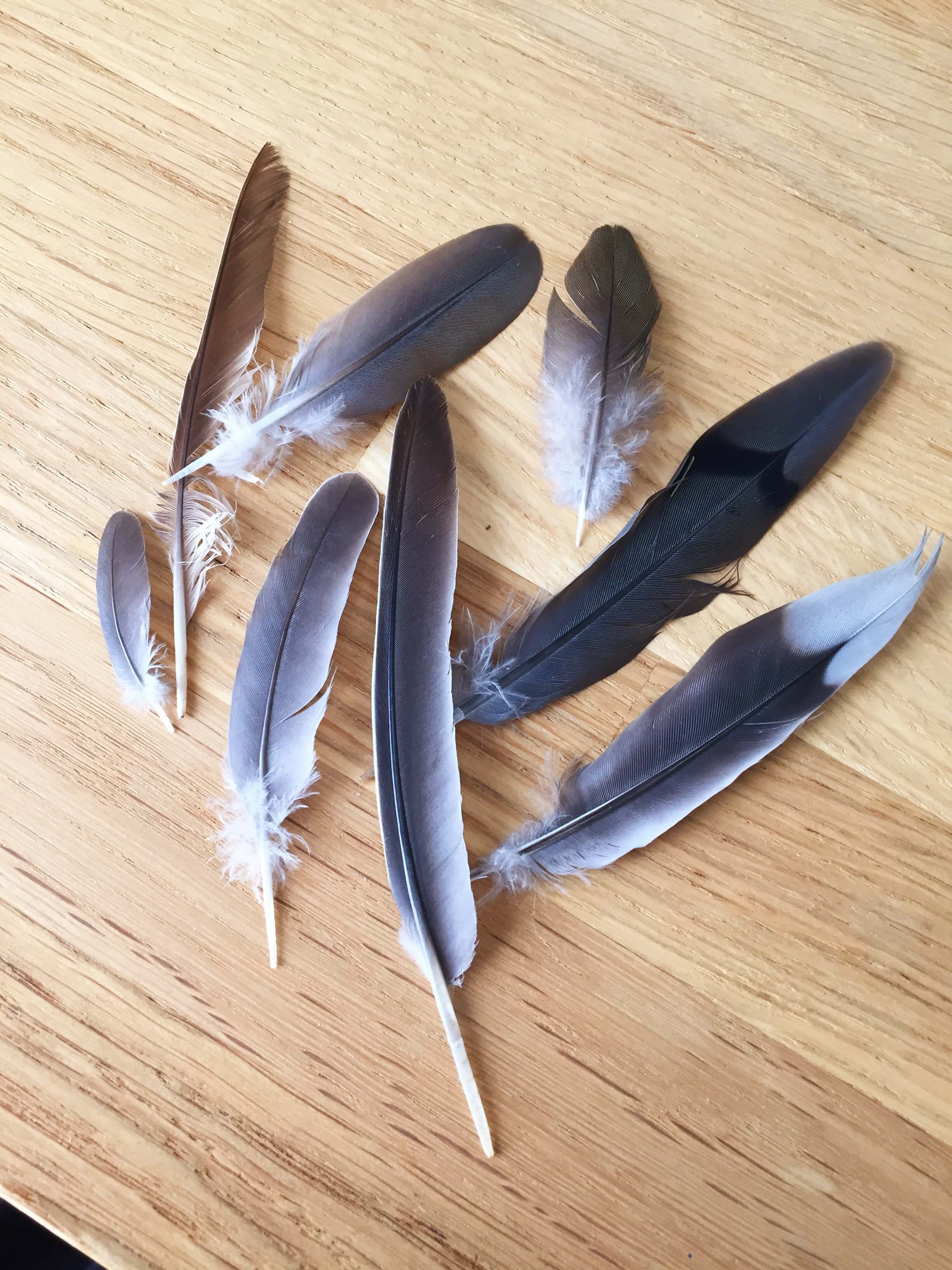This is only eight of the 10 feathers I found in one day. 