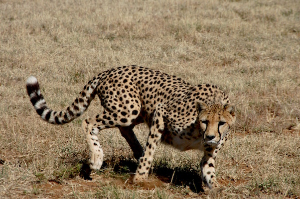 Cheetah Conservancy.JPG