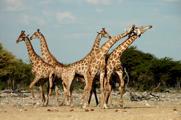 Giraffe, Etosha Park copy.jpg