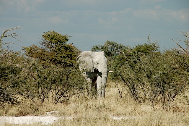 White Elephant, Etosha.JPG