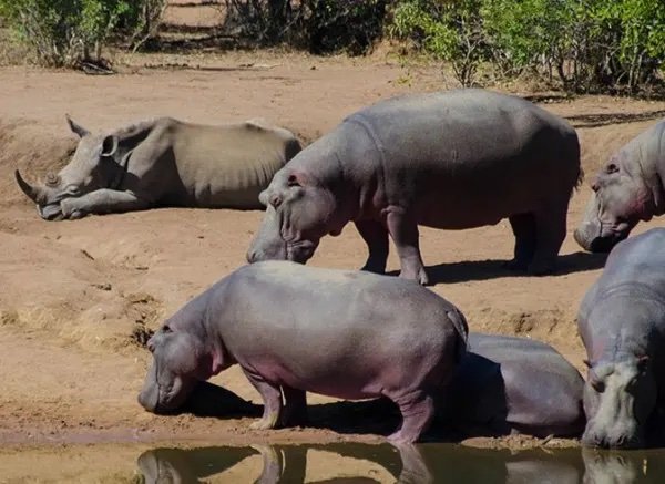 swaziland-mkhaya-game-reserve-128740.jpeg