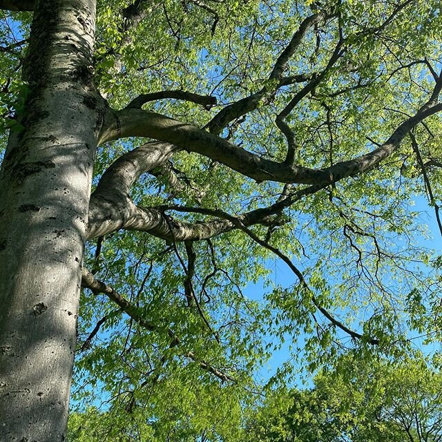 Breathe in, breathe out. Repeat. 🌳