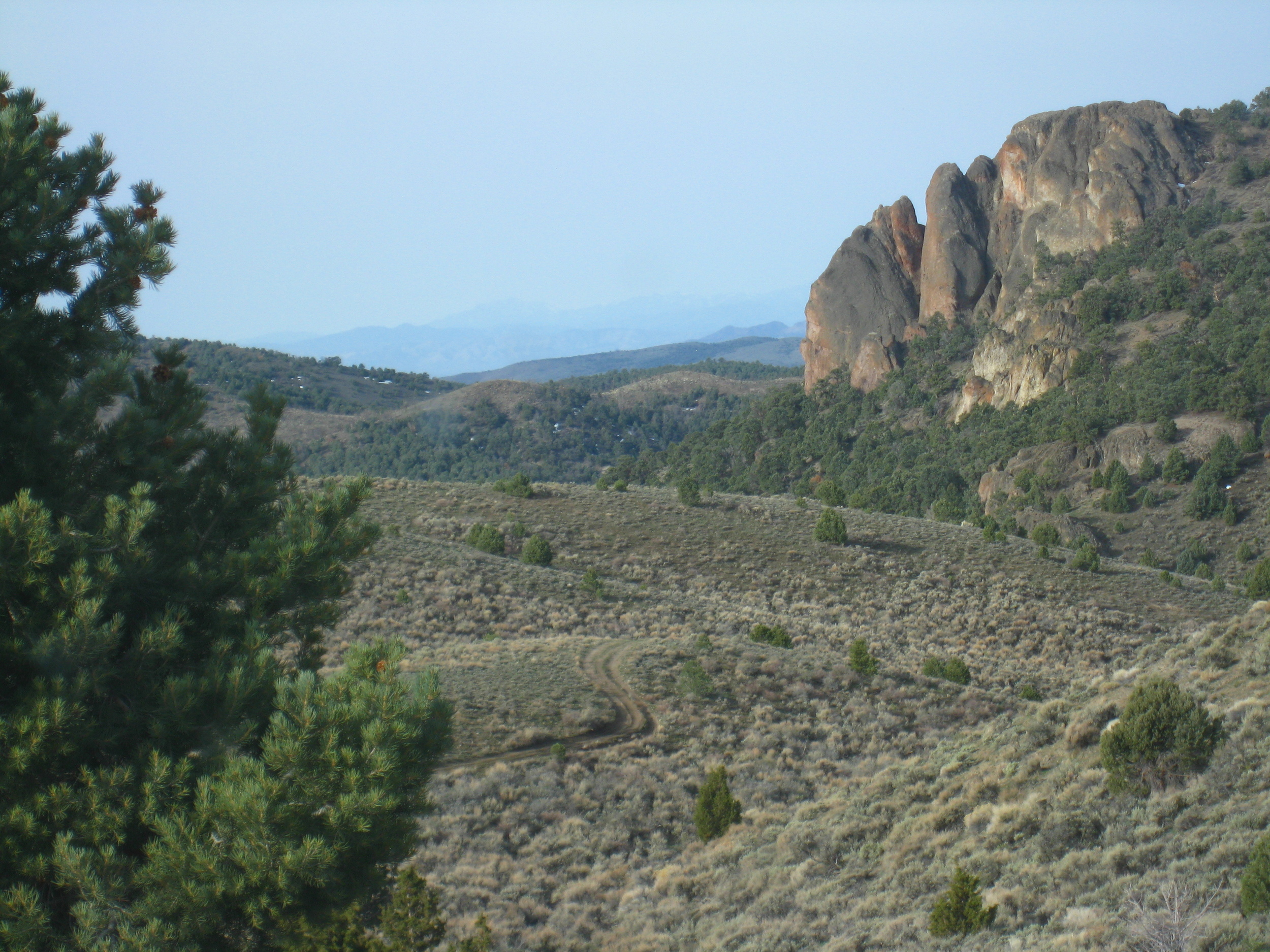 Pinyon Jay Research