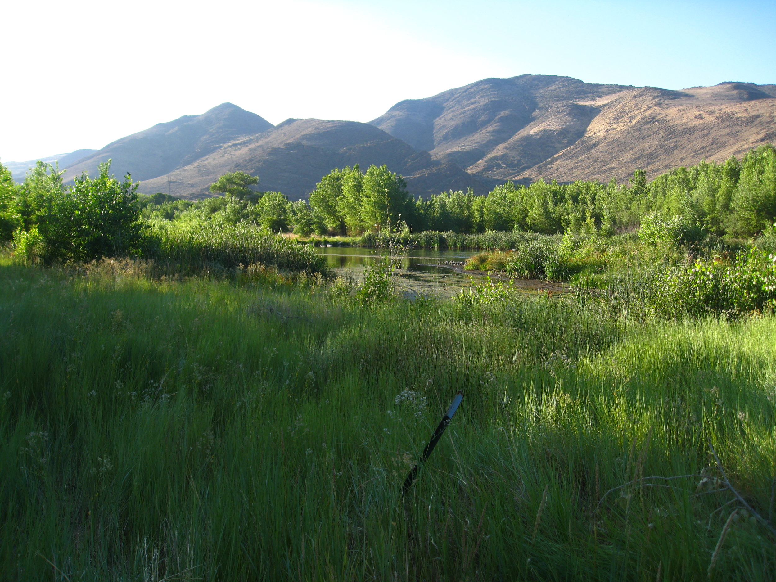 Truckee River Bird Monitoring