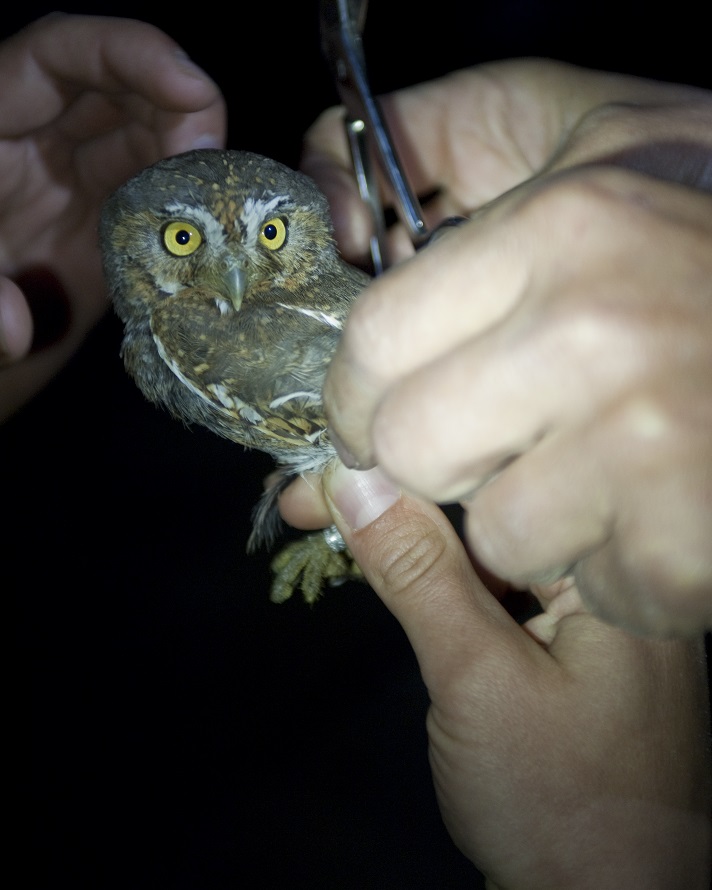 Elf Owl Habitat Use and Detectability