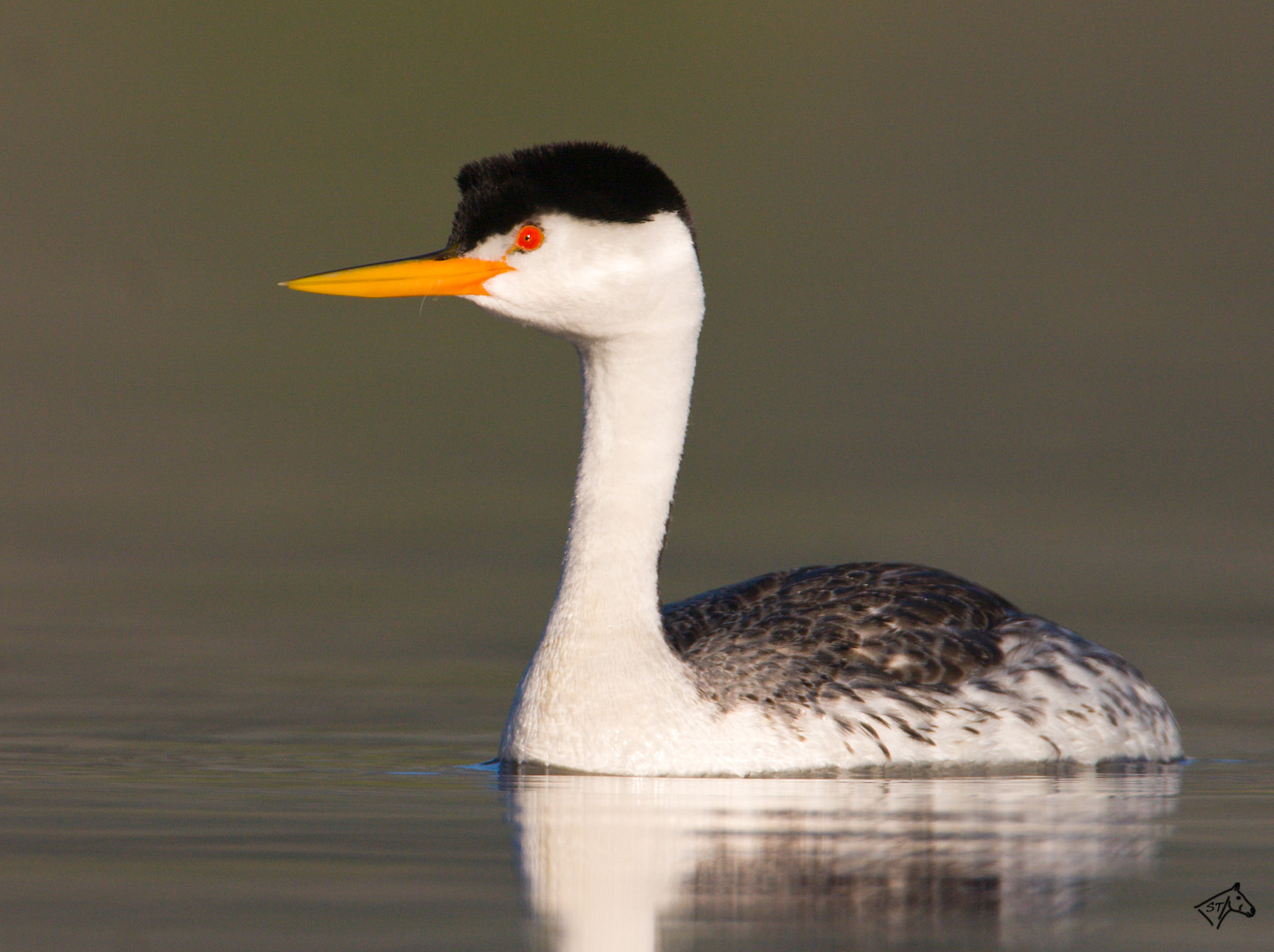 Waterbirds of Western Nevada Terminal Lakes