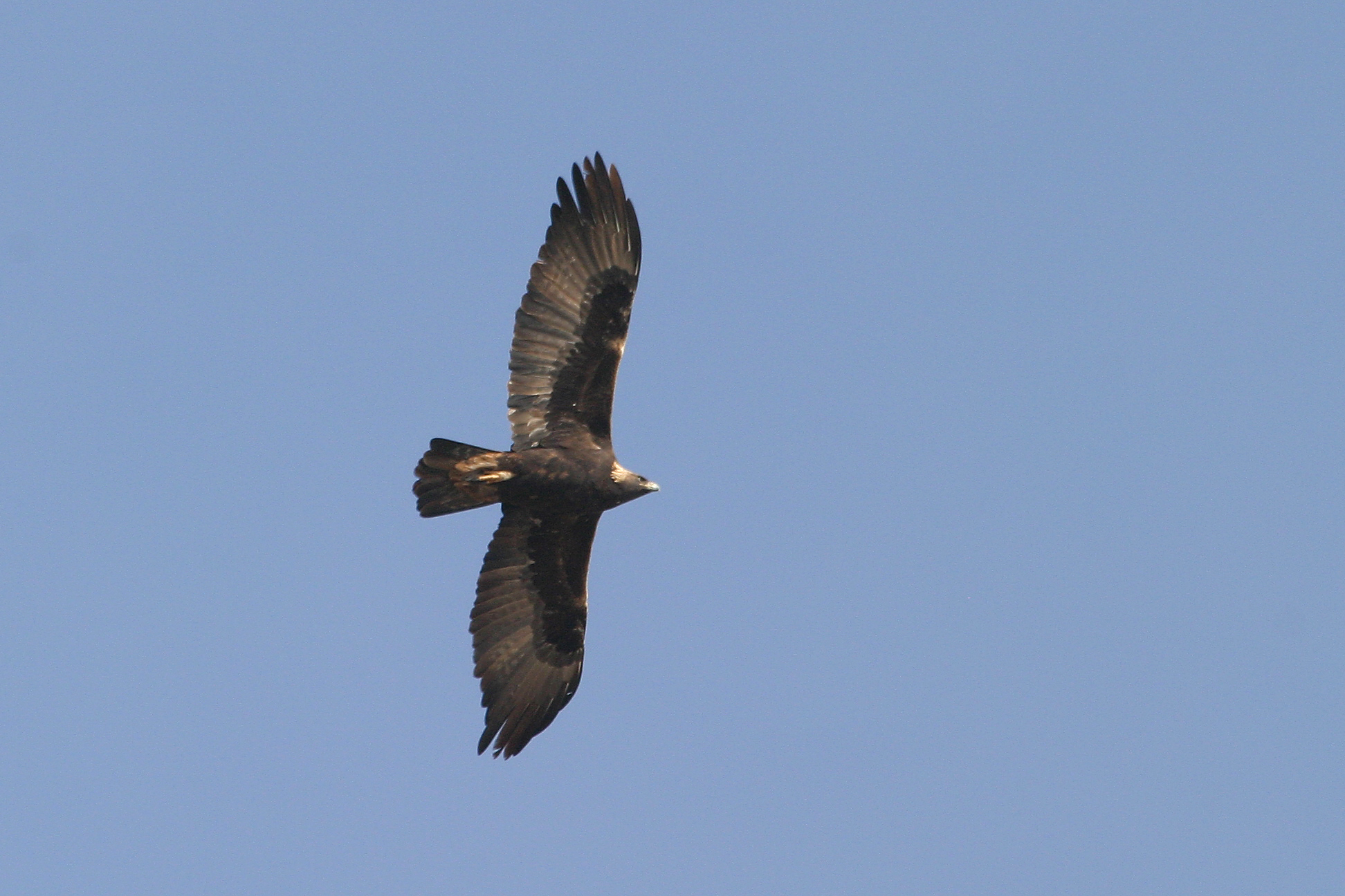 Golden Eagle Status Assessment and Monitoring