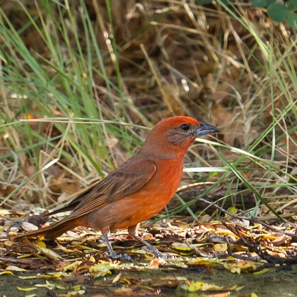 Nevada Review List Great Basin Bird Observatory