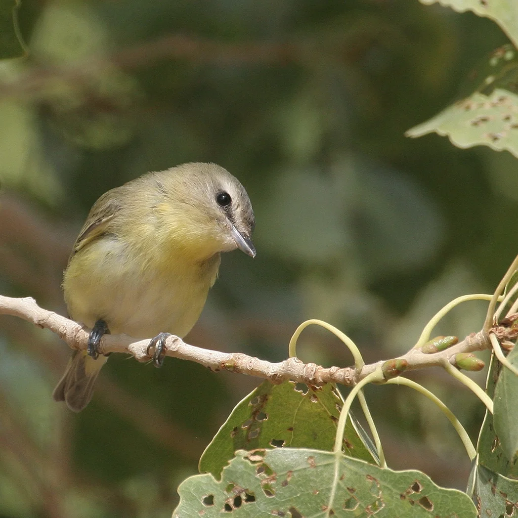 Birding In Nevada Great Basin Bird Observatory