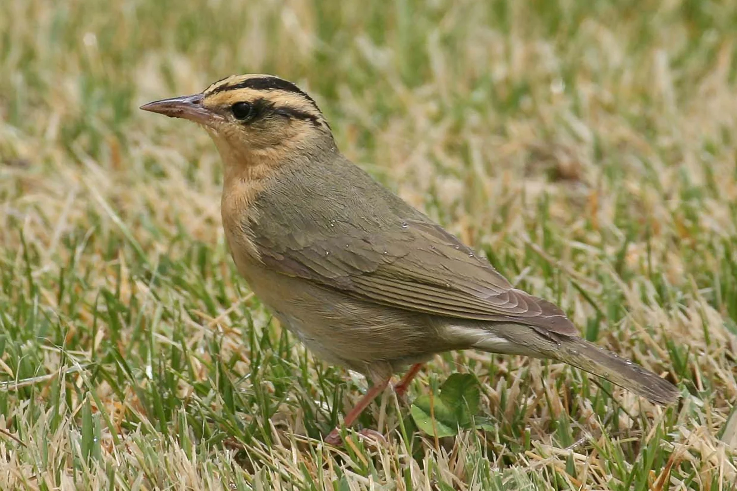 Birding In Nevada Great Basin Bird Observatory
