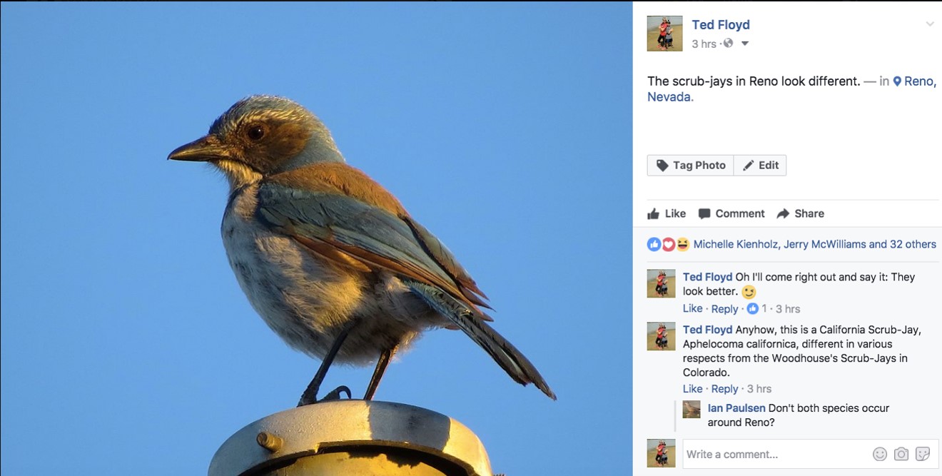 Ted Floyd's Facebook entry on the scrub-jay, discussed in his keynote. 