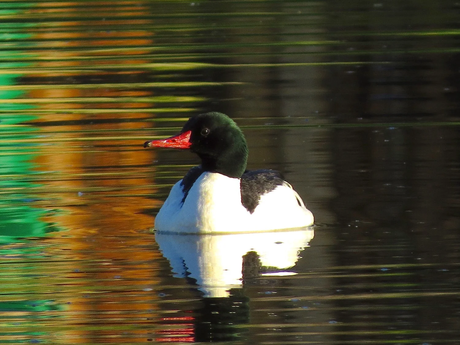 Common Merganser. Photo by Ted Floyd.