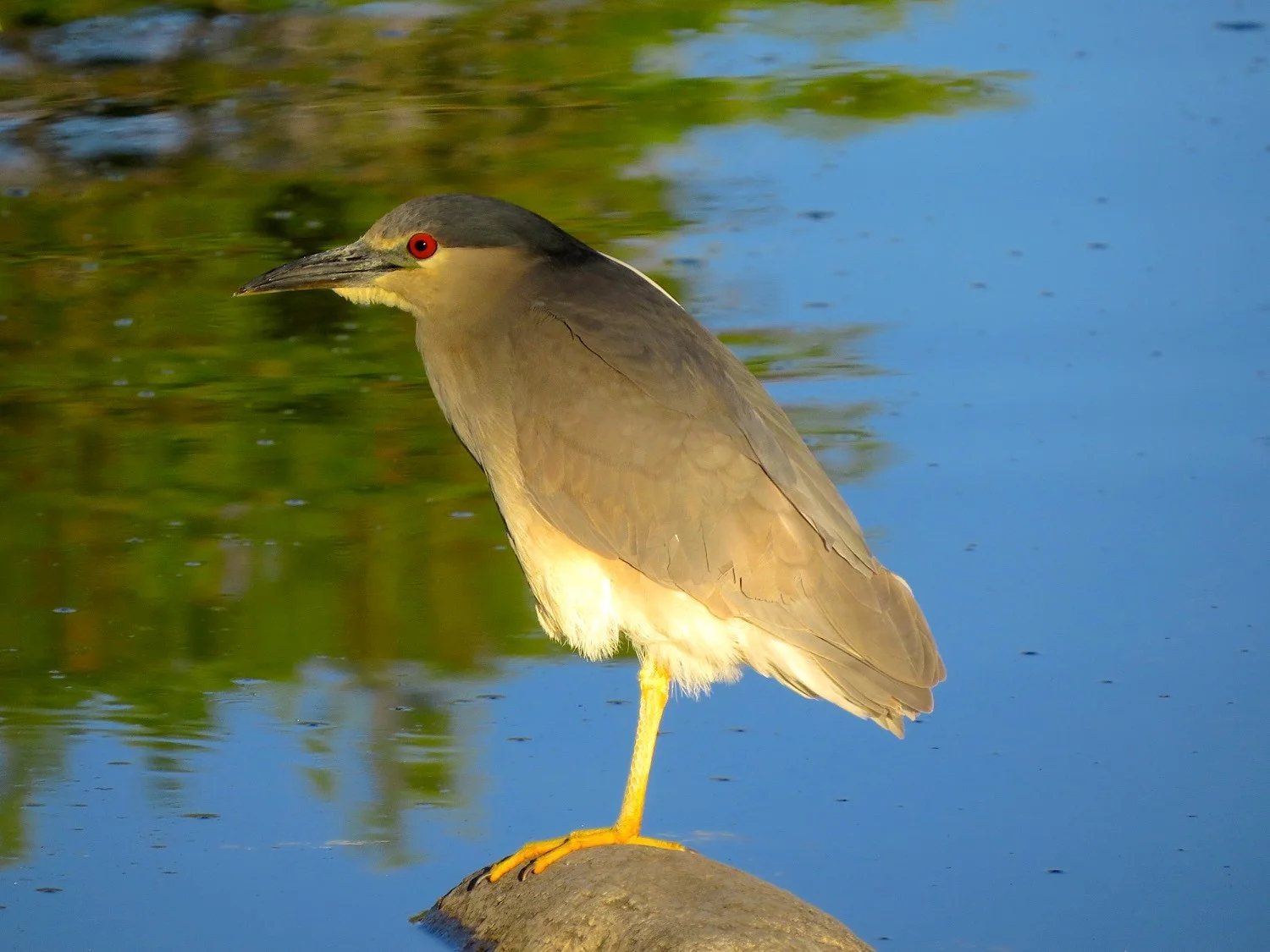 Black-crowned Night-Heron. Photo by Ted Floyd.