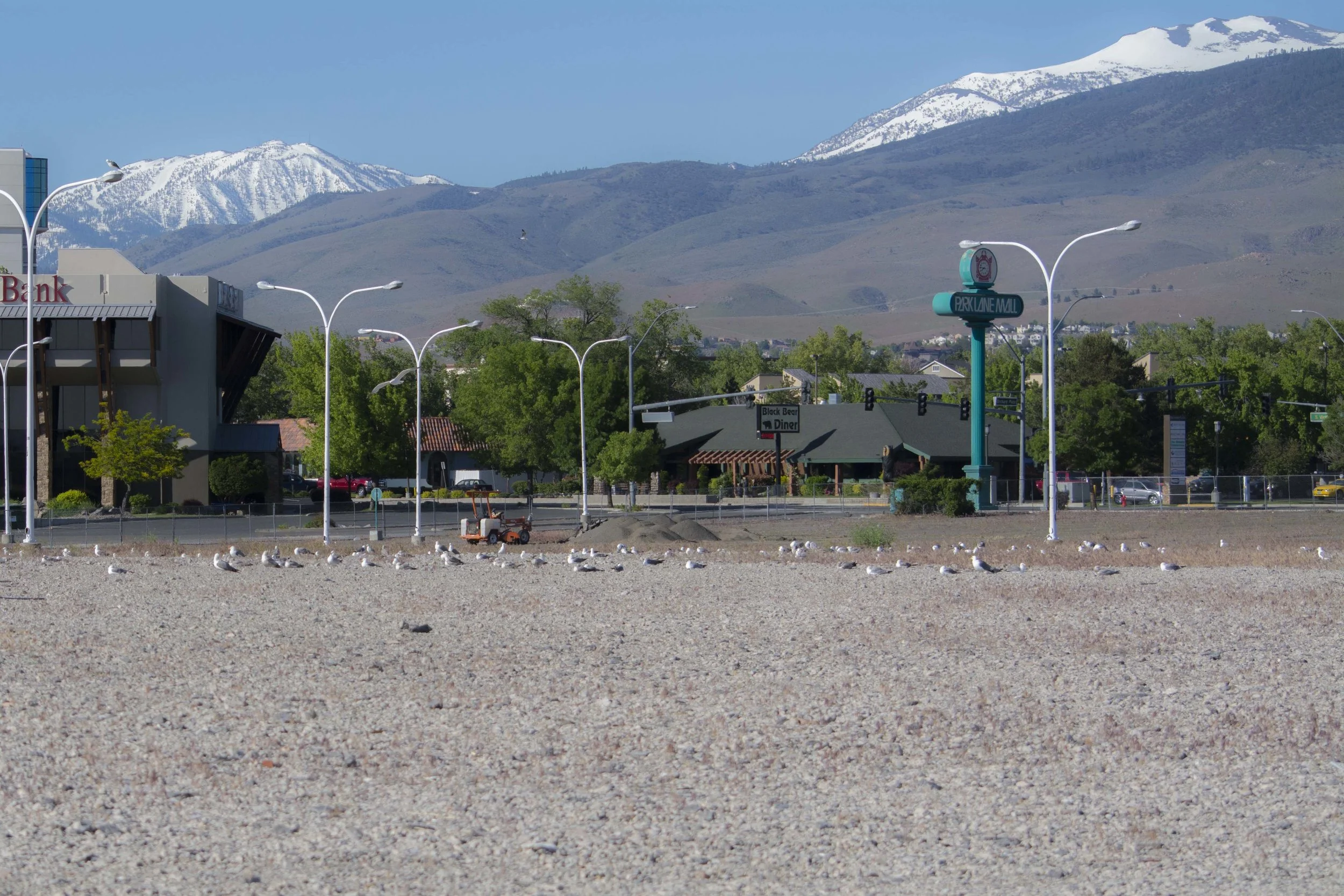 Winding down the conference, Geoff Walsh and Elisabeth Ammon spent Sunday morning taking (probably too many) photos of this urban nesting colony of California Gulls in the middle of Reno. Photo by Elisabeth Ammon.