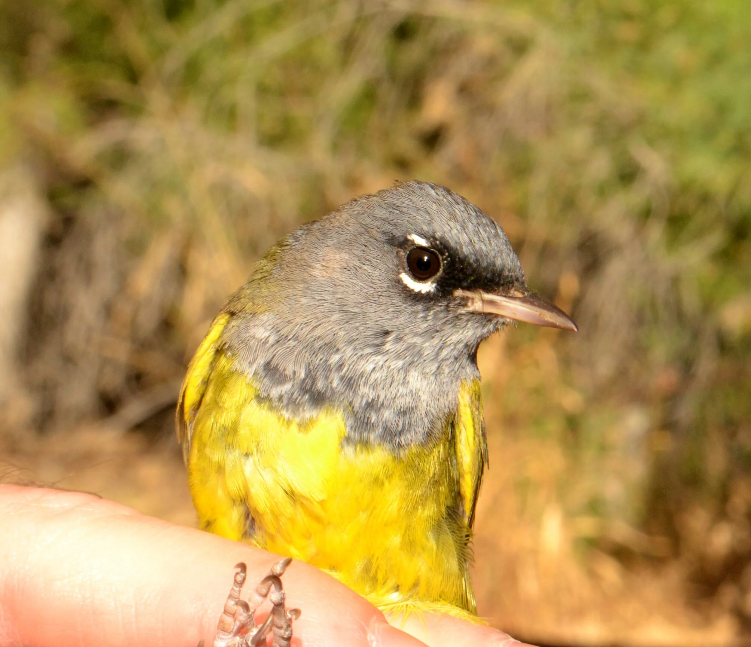 banding with BOR.JPG