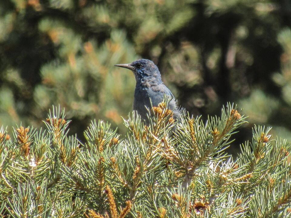 Pinyon Jay photographed in Nevada by Carlos Gonzalez Sanchez