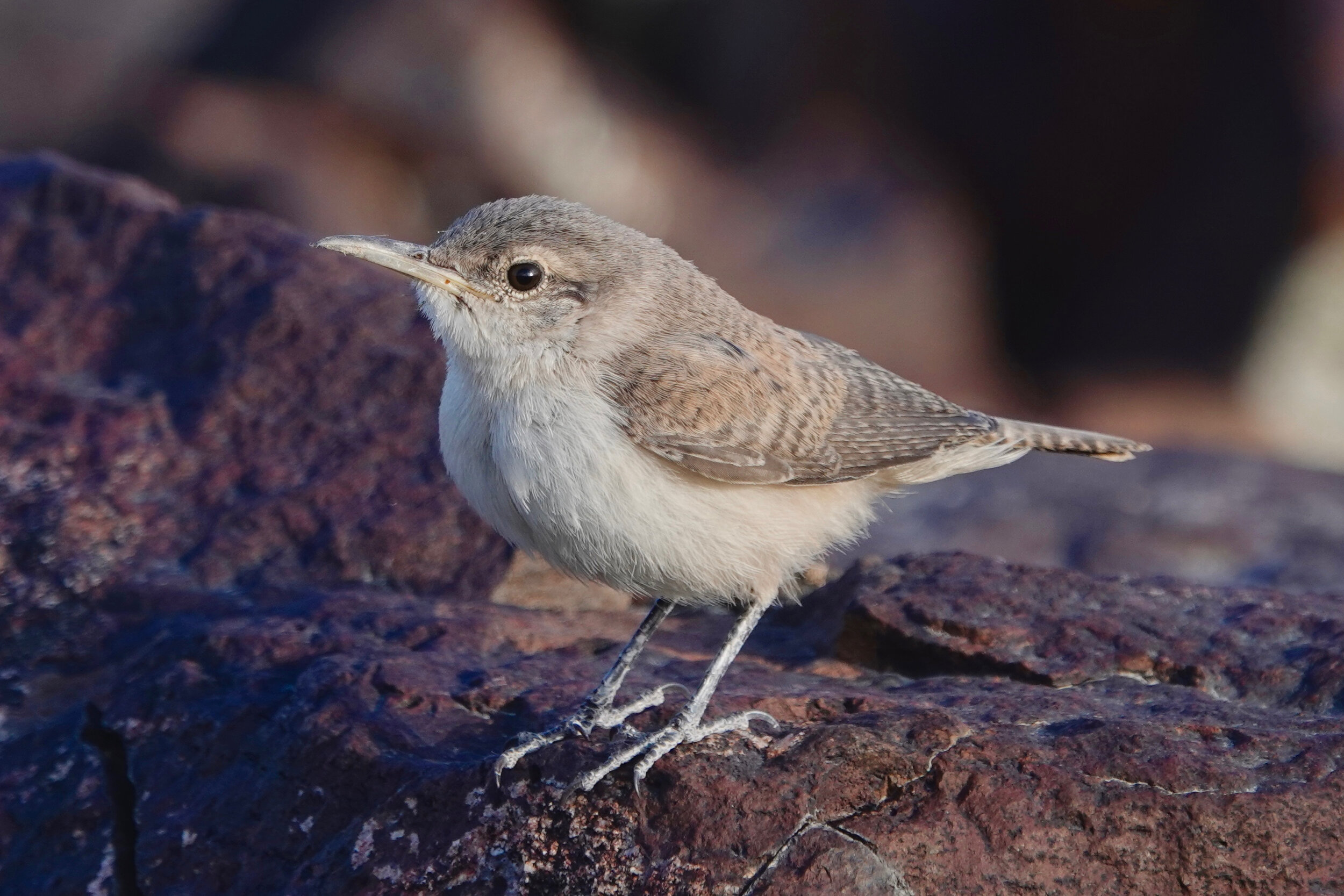 ROCK WREN.jpg