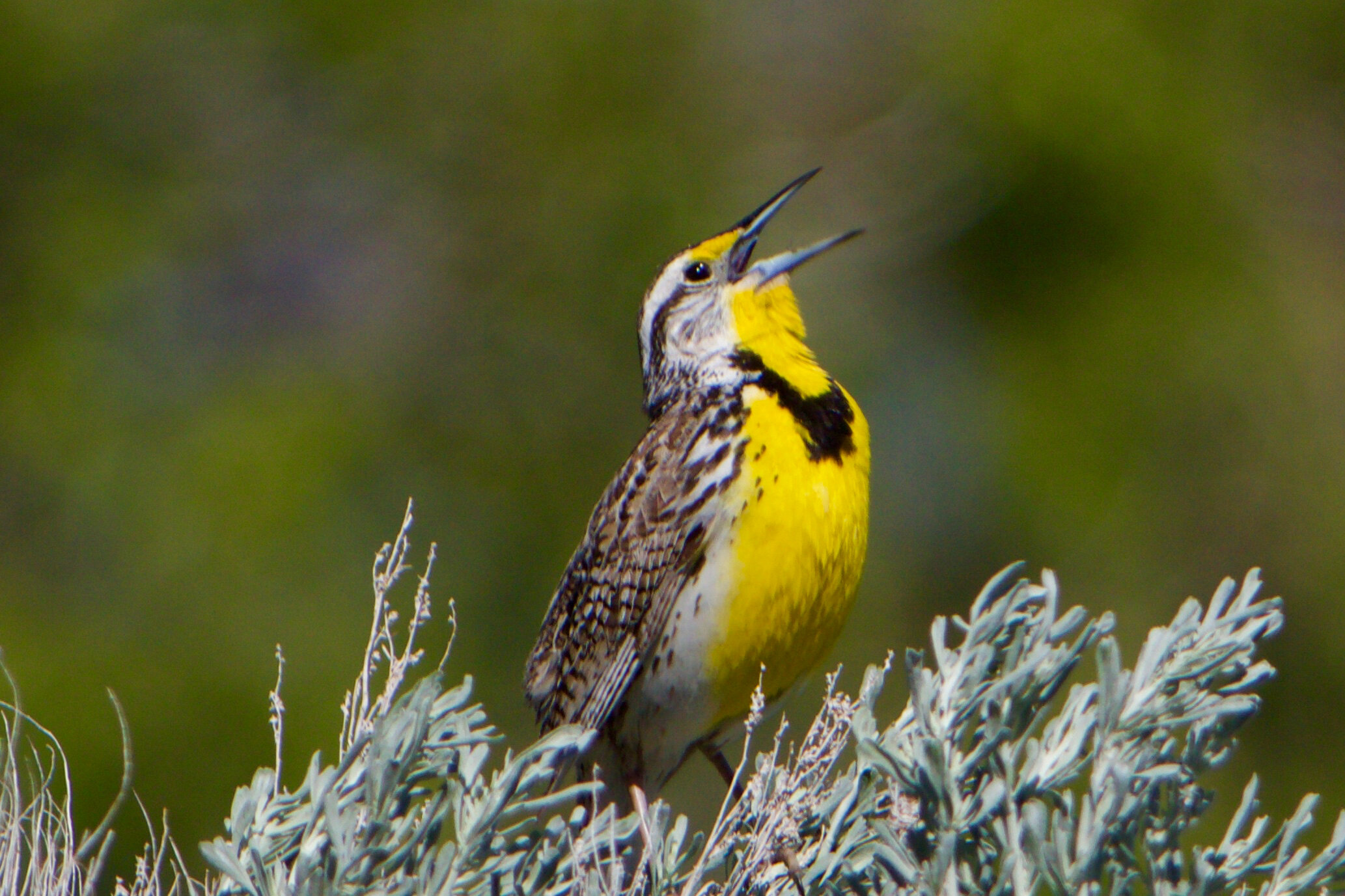 WESTERN MEADOWLARK3.jpg