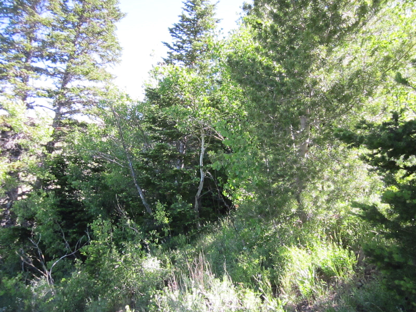 CF-02#1,Nbohman,20180705.JPG