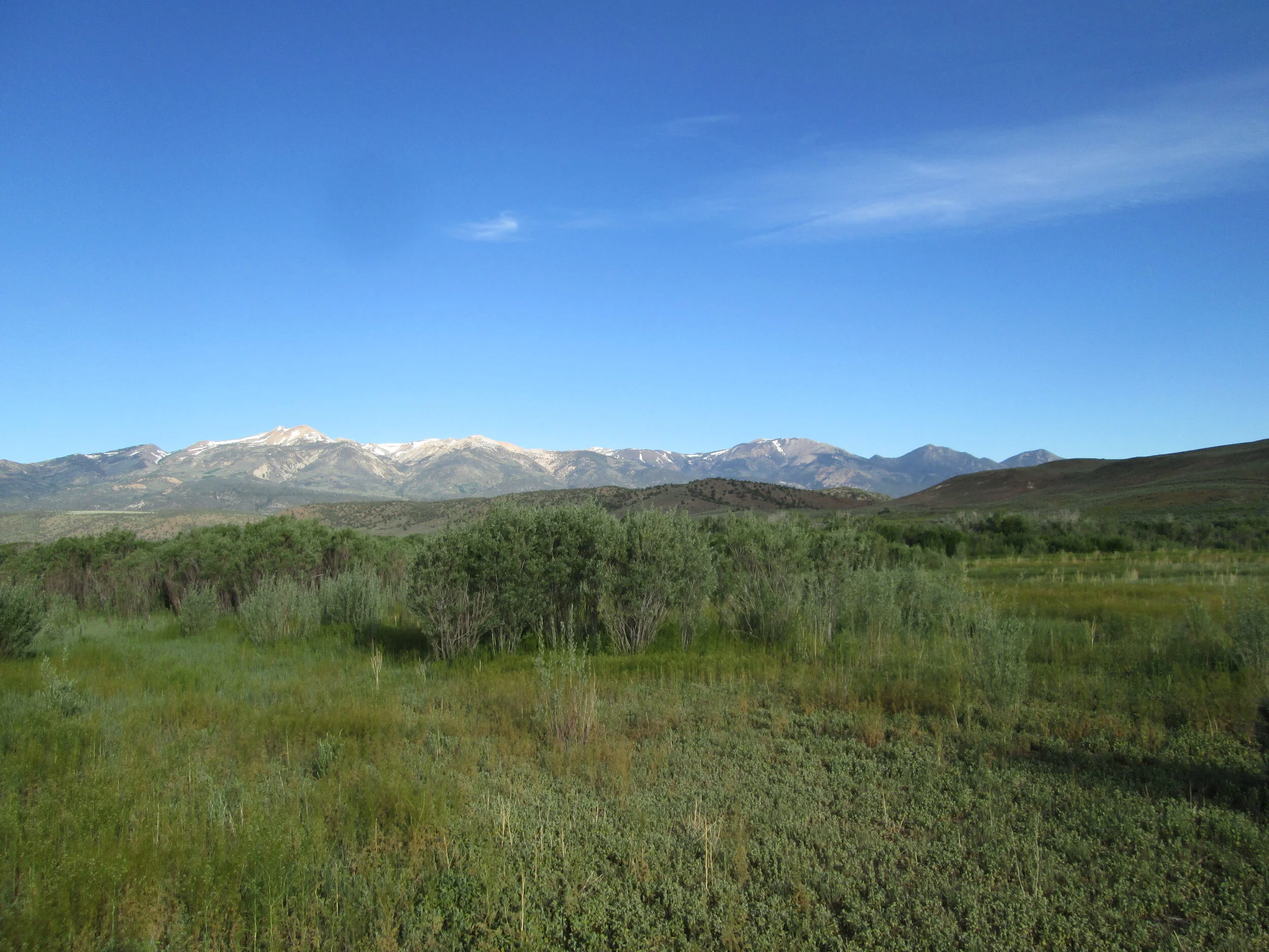 MR-ROSASCHI-SW-#6, BWILCOX, 20160609B.JPG