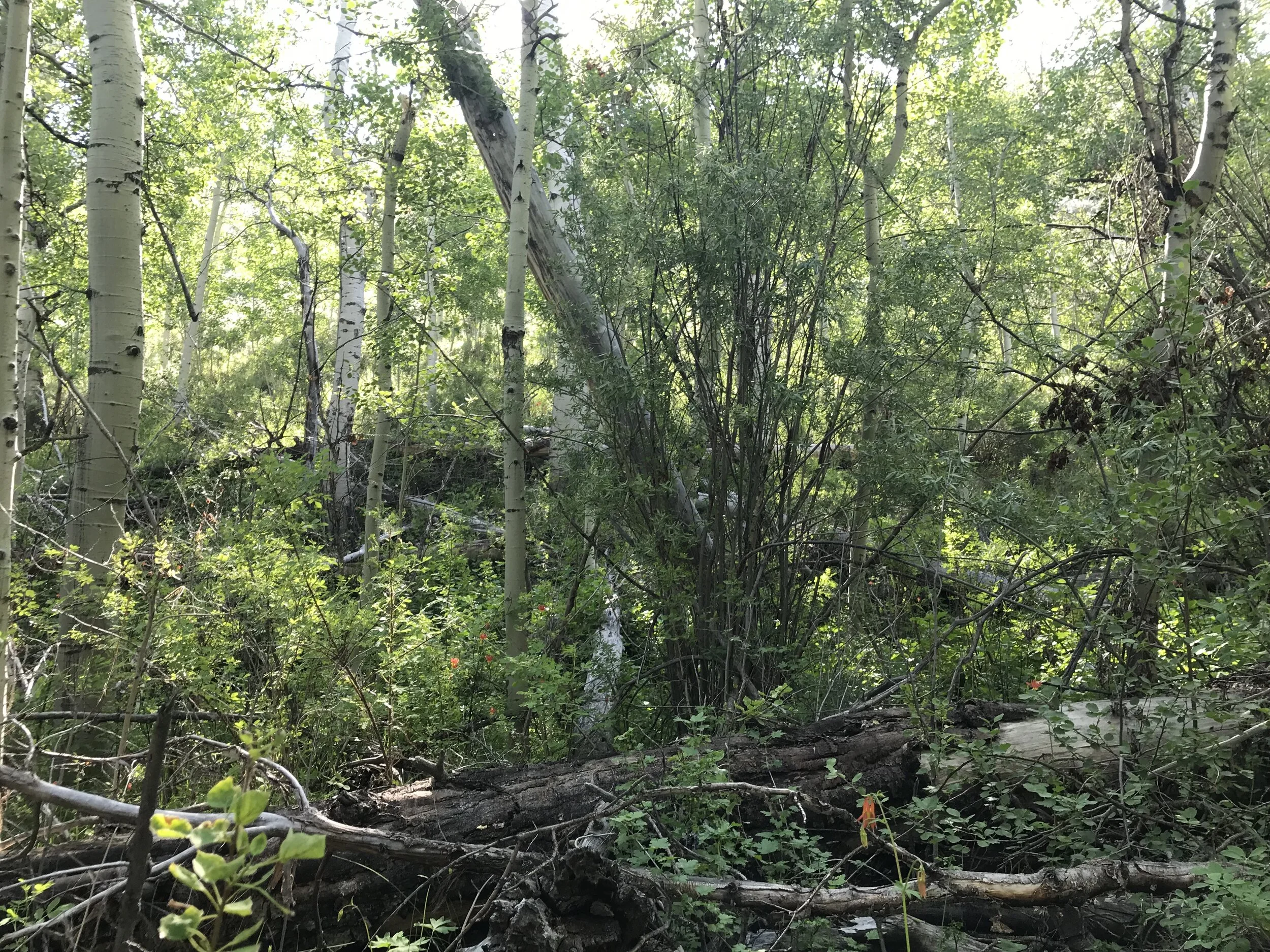 MR-SummerCamp#5,MPasanen,20190706a.JPG