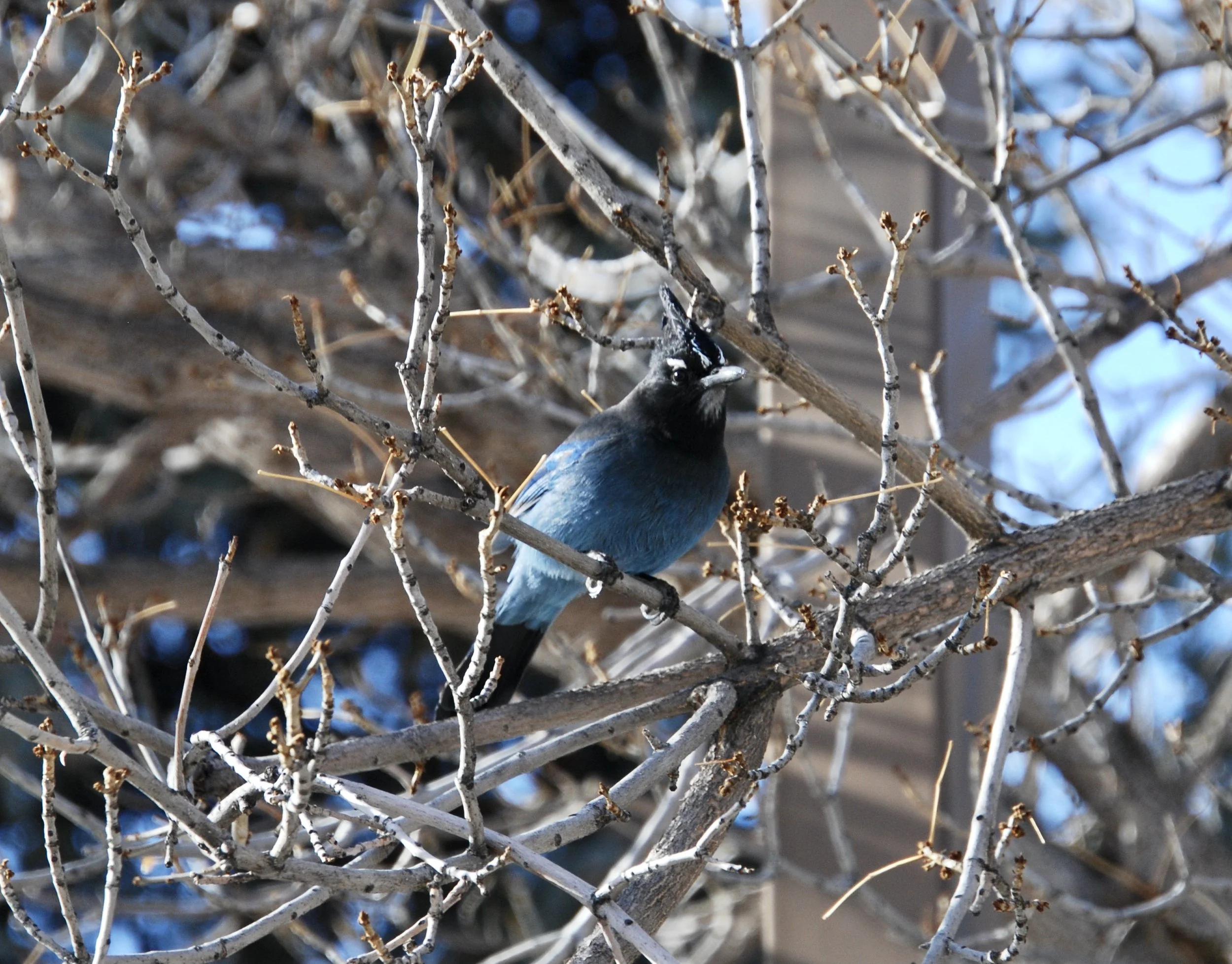 STJA_GlenwoodCyn_01142021_p5.JPG