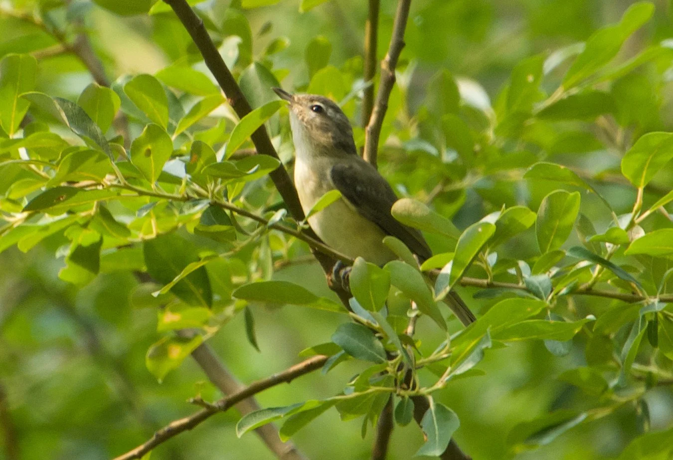 WAVI_CowlitzRiver,WA_20210802 - 4.jpeg