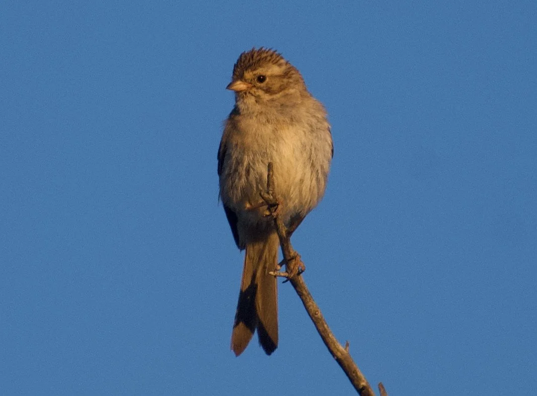 BRSP_NC8_20210624 - 5.jpeg