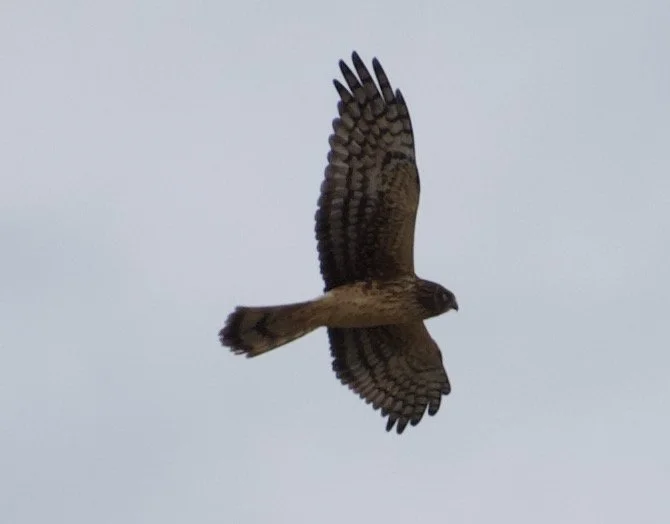 NOHA_Stillwater_20211106 - 5.jpeg