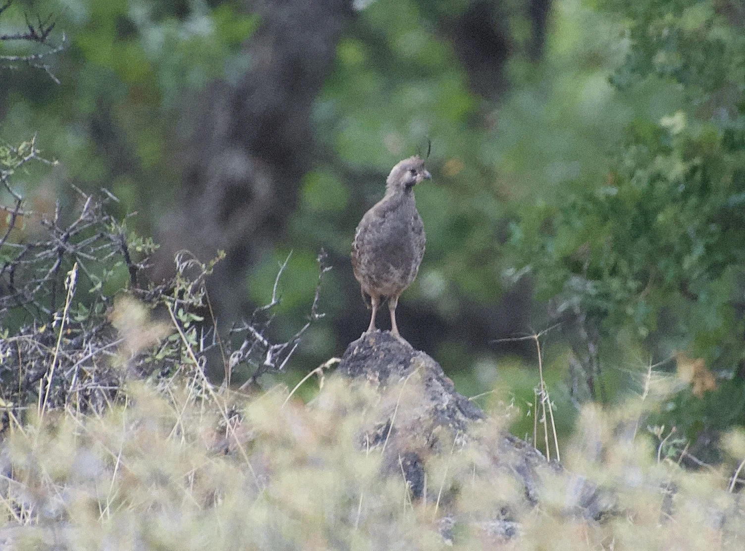 MOUQ_Day Road CA_20210801 - 1.jpeg