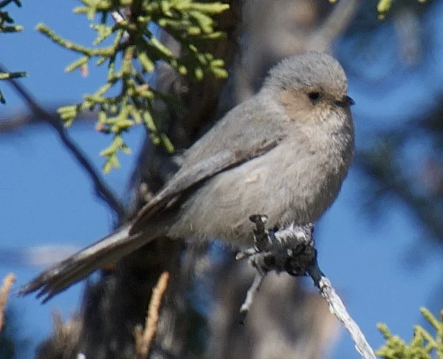 BUSH_ForBATFlyer - 1.jpeg