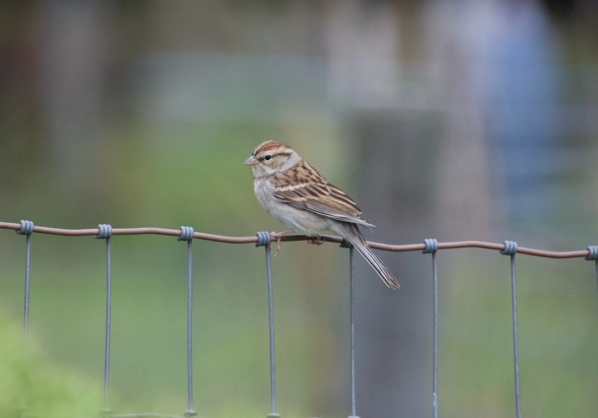 CHSP_NorthwestPark_20210927 - 2.jpeg