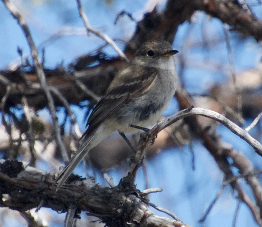 GRFL_NC8_20210624 - 3.jpeg