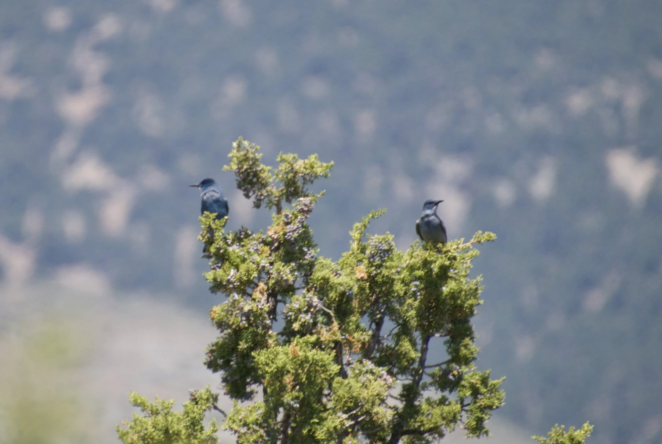 PIJA_Buckskin_20210517 - 1.jpeg